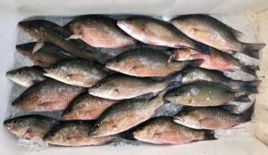 Mangrove Snapper Fish Box,
