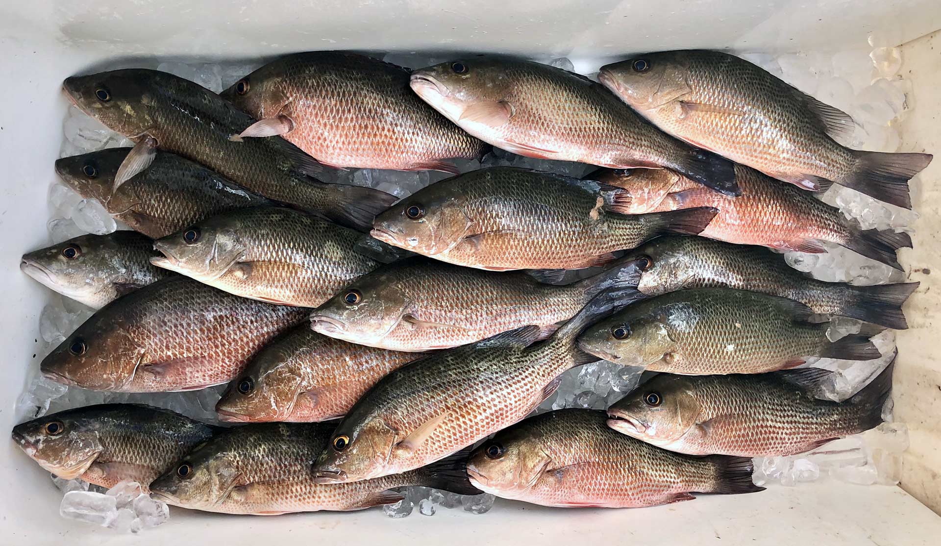 Mangrove snapper invade inshore, offshore waters, fill coolers